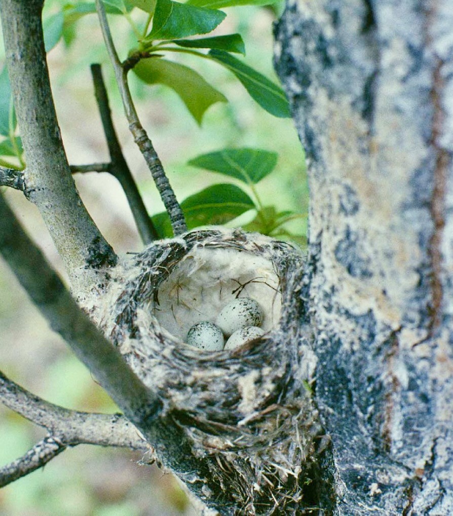 Yellow Warbler nest and eggs by Kristine Sowl/ National Digital Library of the United States Fish and Wildlife Service is available through Public Domain.